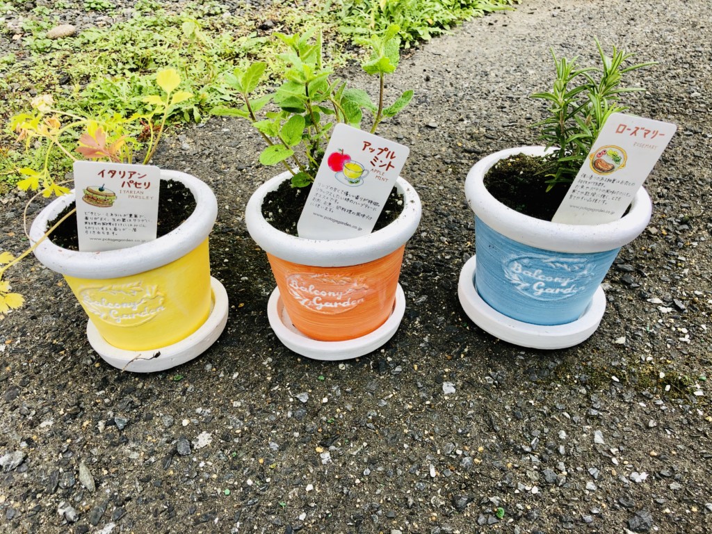 デグー コタローのおやつを栽培 One Of A Kind